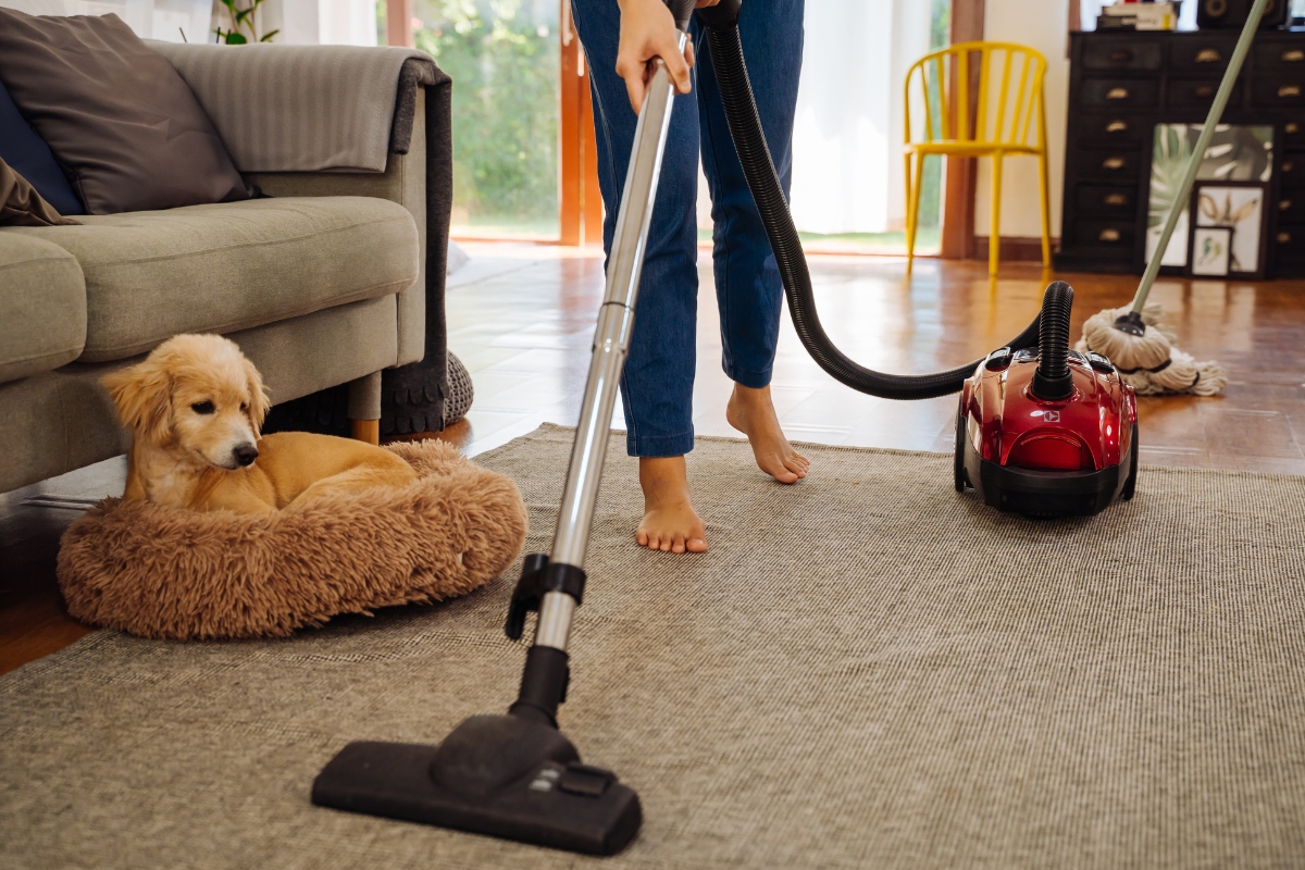 Jak odstranit kočičí chlupy